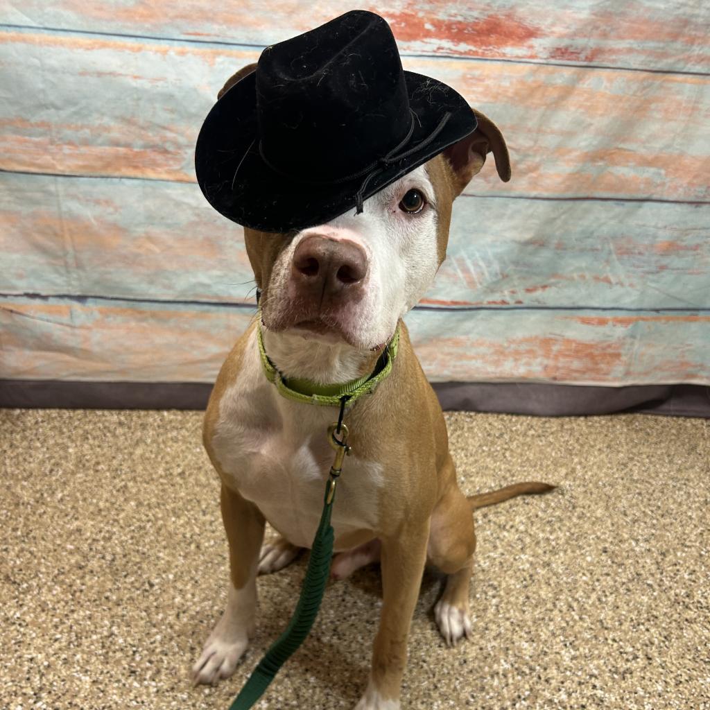 Apollo, an adoptable Pit Bull Terrier in Cheyenne, WY, 82007 | Photo Image 5