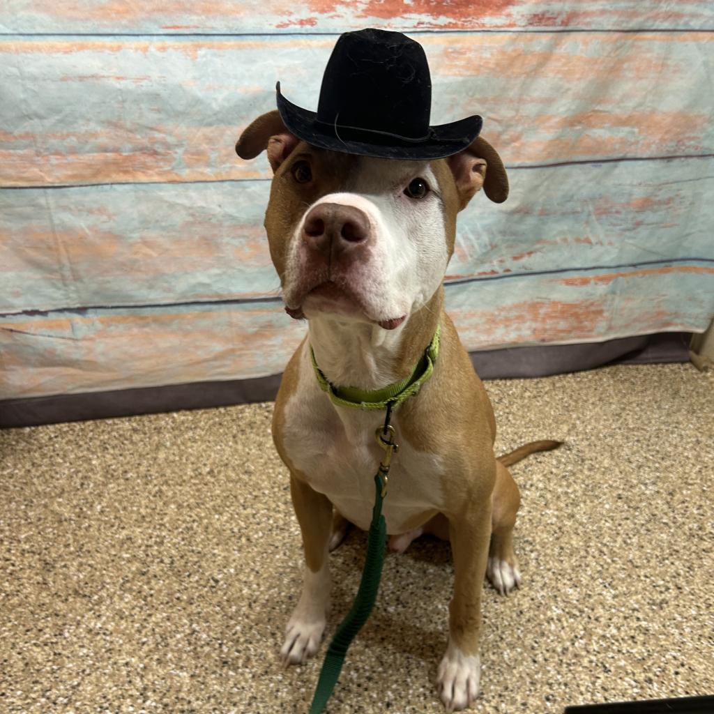 Apollo, an adoptable Pit Bull Terrier in Cheyenne, WY, 82007 | Photo Image 6