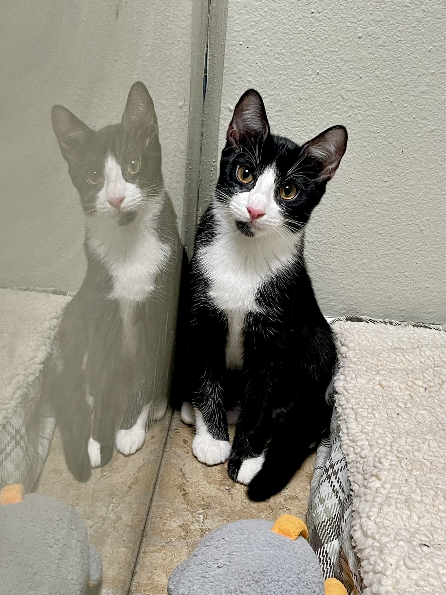 Paisley, an adoptable American Shorthair, Tuxedo in Texarkana, TX, 75503 | Photo Image 1