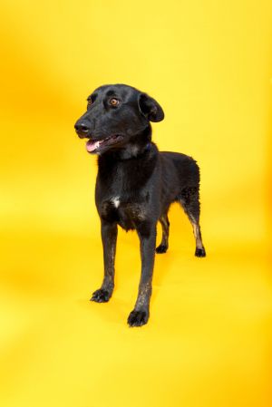 Neo, Young Male Labrador Retriever