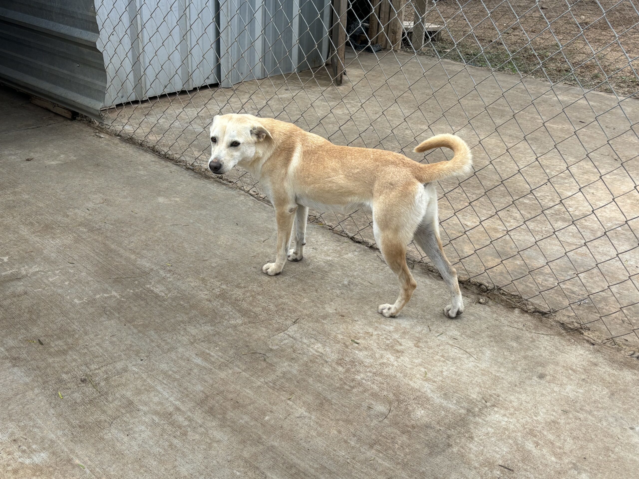 Dog for adoption Sissy, a Terrier Mix in Sullivan City, TX Petfinder