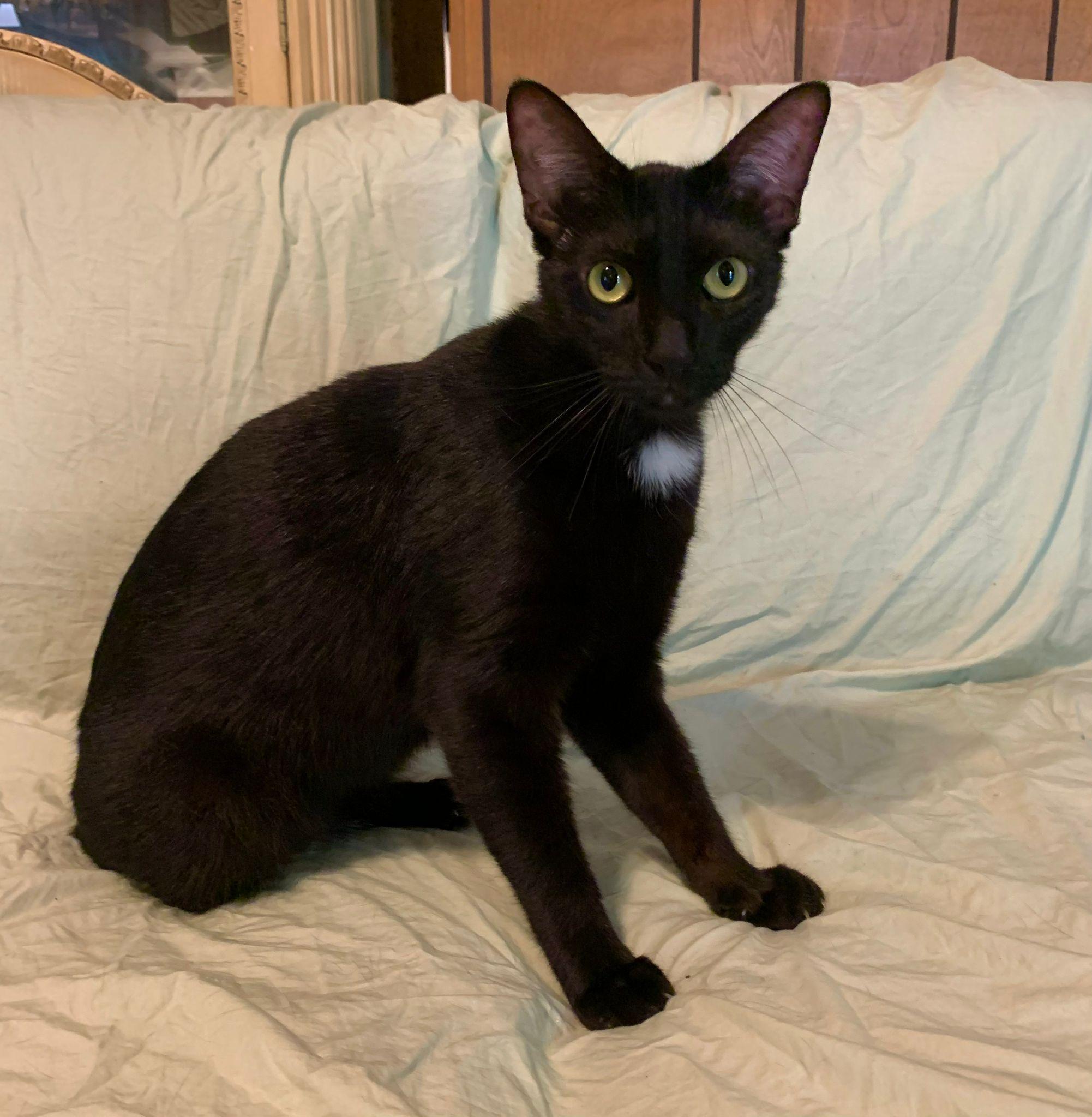 Rocket, an adoptable Domestic Short Hair in Sullivan City, TX, 78595 | Photo Image 1