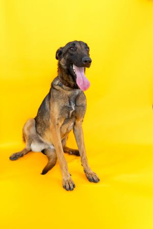 Balu, Young Male Belgian Shepherd / Malinois