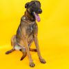 Balu photo 4