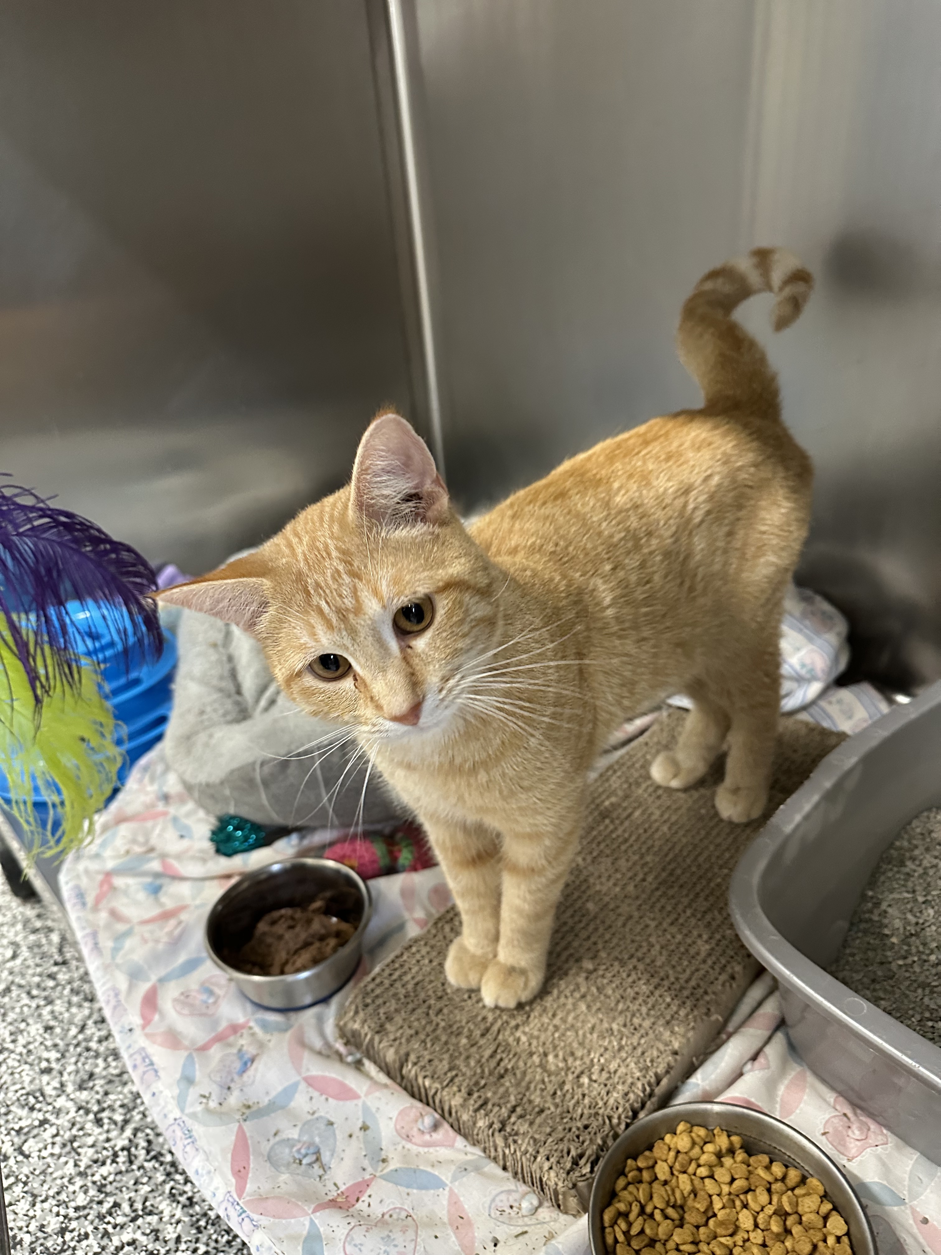 Bogey, an adoptable Domestic Short Hair in Rhinelander, WI, 54501 | Photo Image 1