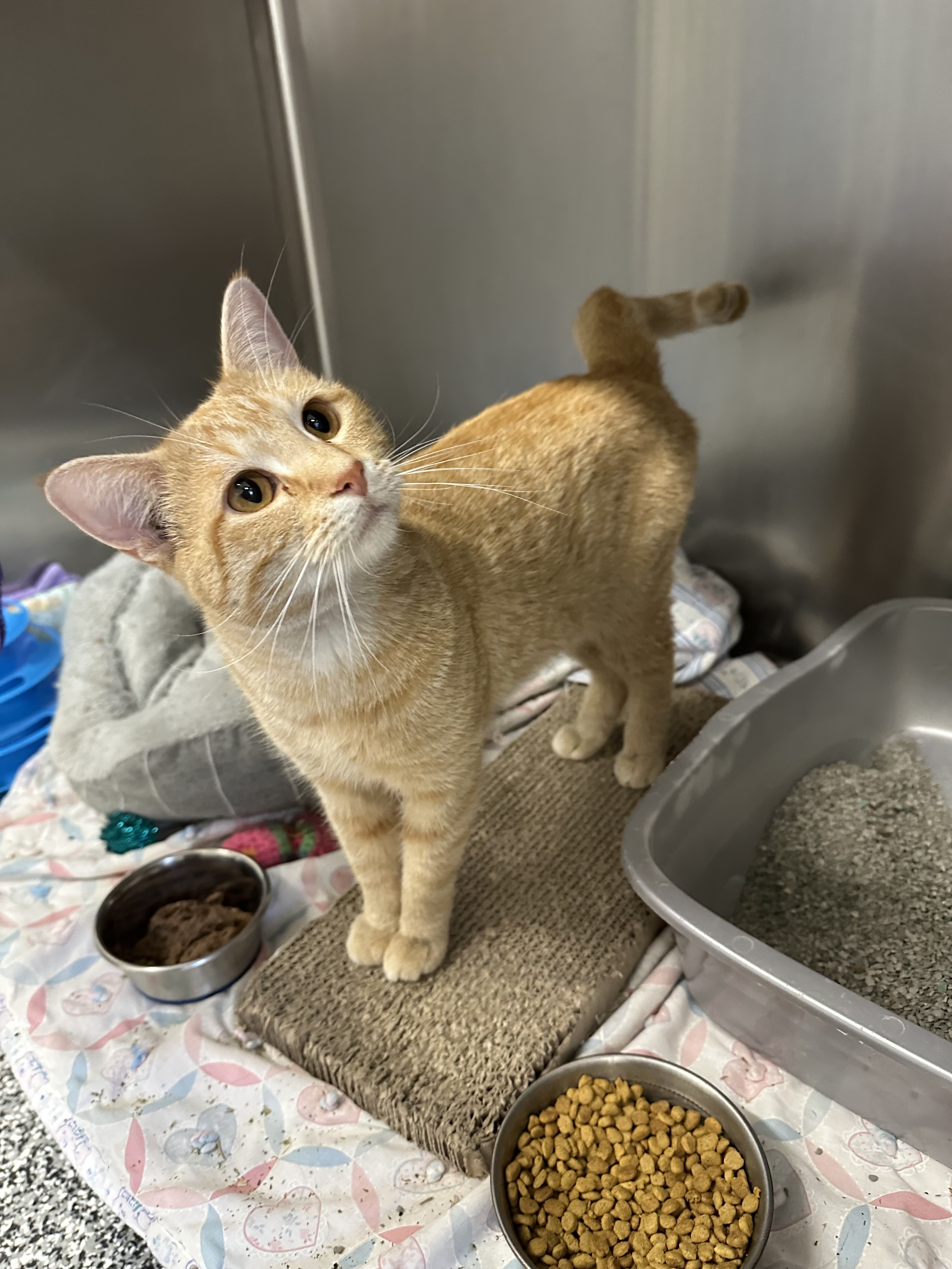 Bogey, an adoptable Domestic Short Hair in Rhinelander, WI, 54501 | Photo Image 2