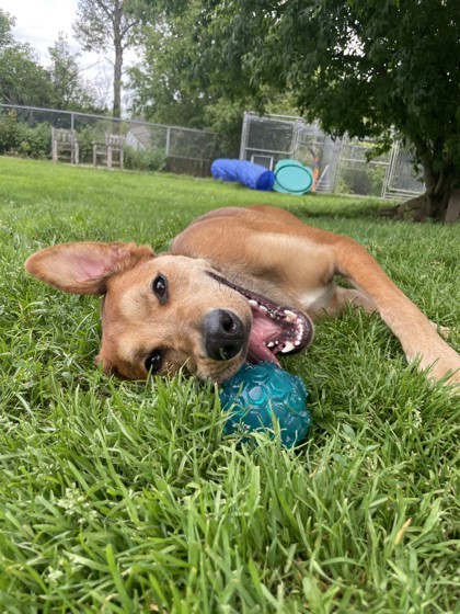 Milo, an adoptable German Shepherd Dog, Treeing Walker Coonhound in Erin, ON, N0B 1T0 | Photo Image 1