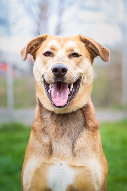 Milo, an adoptable German Shepherd Dog, Treeing Walker Coonhound in Erin, ON, N0B 1T0 | Photo Image 1