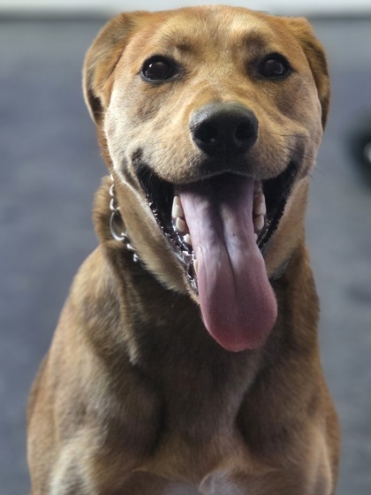Milo, an adoptable German Shepherd Dog, Treeing Walker Coonhound in Erin, ON, N0B 1T0 | Photo Image 2