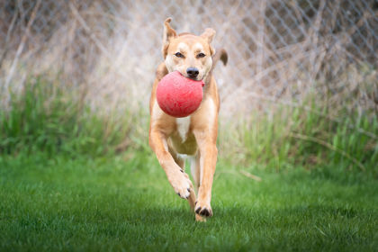 Milo, an adoptable German Shepherd Dog, Treeing Walker Coonhound in Erin, ON, N0B 1T0 | Photo Image 2