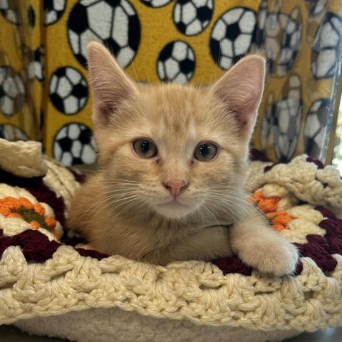 Rocket, an adoptable Domestic Short Hair in Hailey, ID, 83333 | Photo Image 1