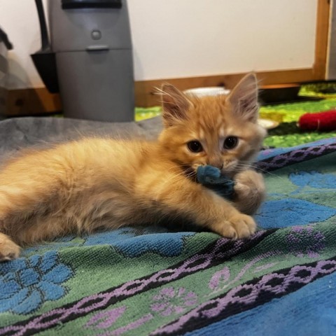 Pumpkin, an adoptable Domestic Medium Hair in Hailey, ID, 83333 | Photo Image 1