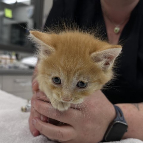 Pumpkin, an adoptable Domestic Medium Hair in Hailey, ID, 83333 | Photo Image 2