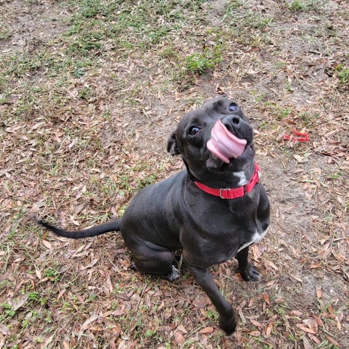 Pepper 4
