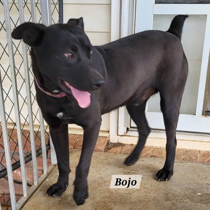 Bojo 6