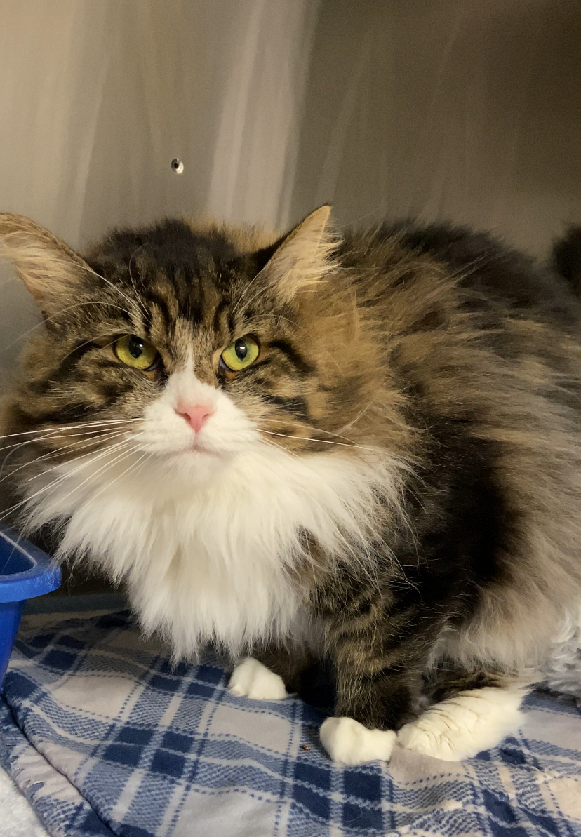 Bella, an adoptable Domestic Long Hair in Chico, CA, 95928 | Photo Image 1