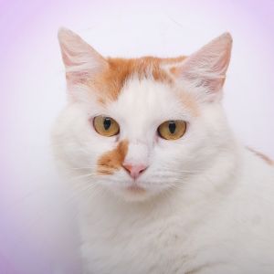 Mama Lina
