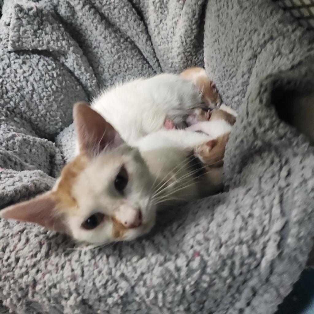 Mama Lina, an adoptable Domestic Medium Hair in Guaynabo, PR, 00969 | Photo Image 2
