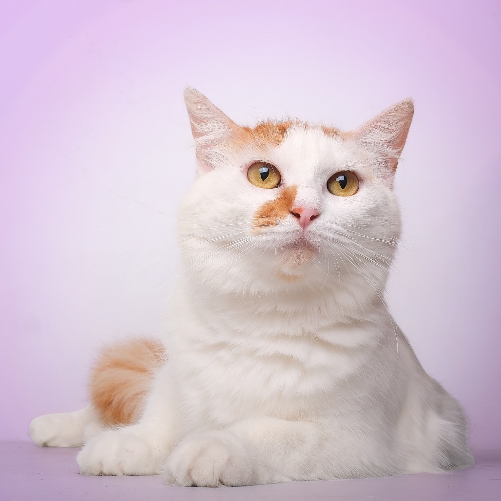 Mama Lina, an adoptable Domestic Medium Hair in Guaynabo, PR, 00969 | Photo Image 3