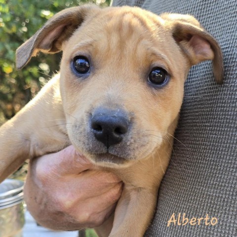 Alberto (Hurricane Litter) 1