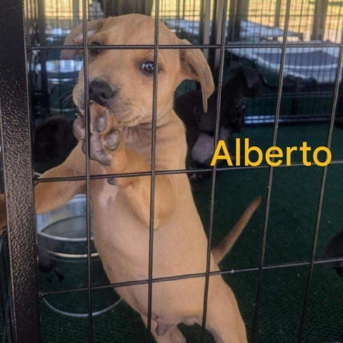 Alberto (Hurricane Litter) 3