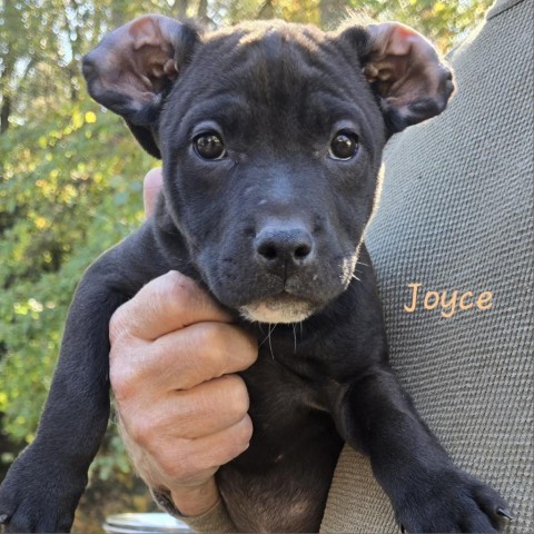 Joyce (Hurricane Litter)