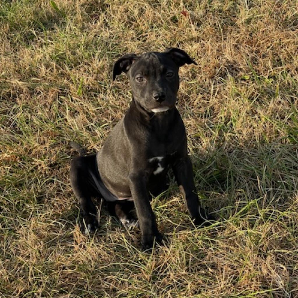 Helene (180 days+)
