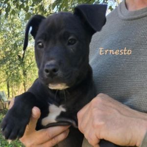 Ernesto (Hurricane Litter)