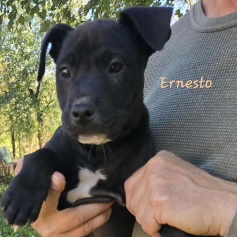 Ernesto (Hurricane Litter) 1