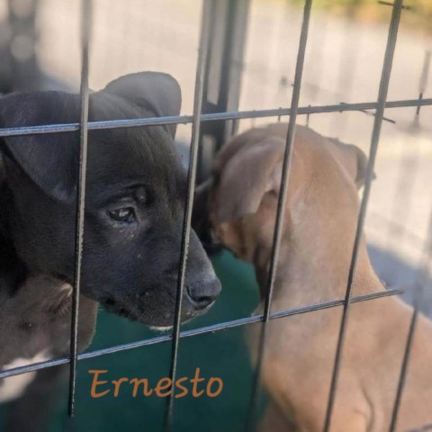 Ernesto (Hurricane Litter) 2