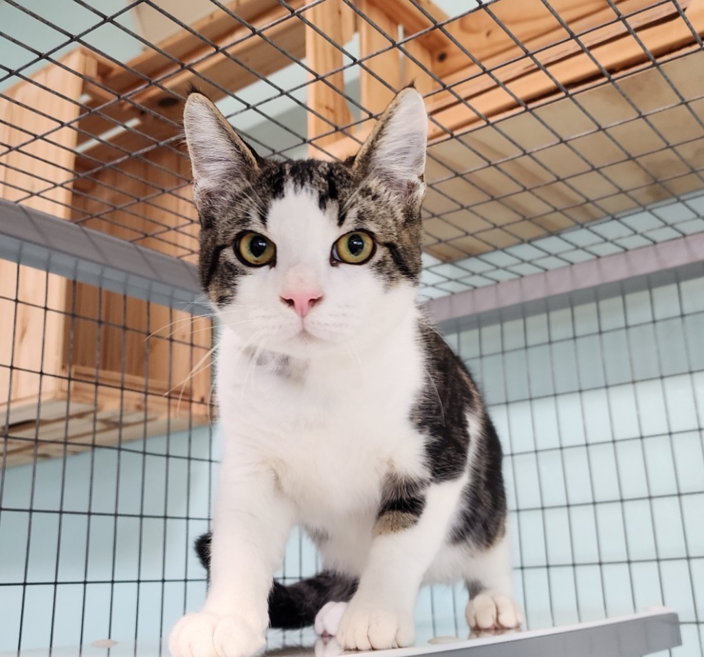 Pickles, an adoptable Domestic Short Hair in Gold Beach, OR, 97444 | Photo Image 1