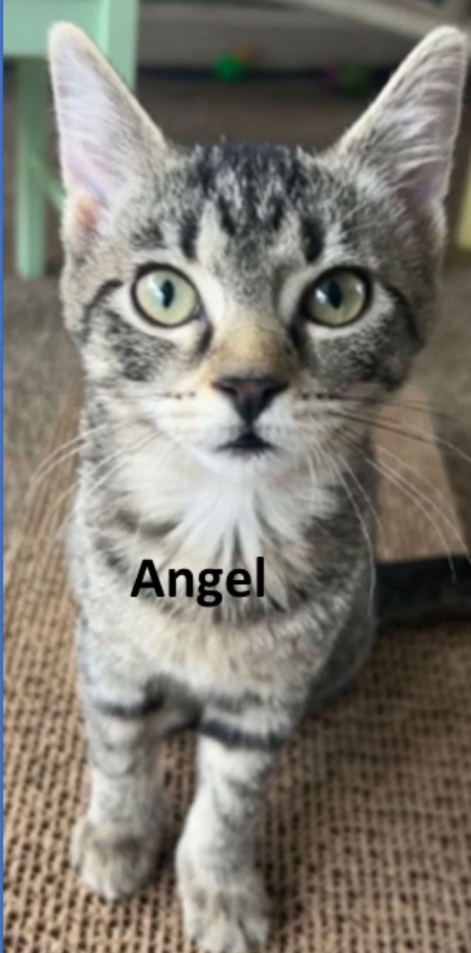 Angel (Tabby)