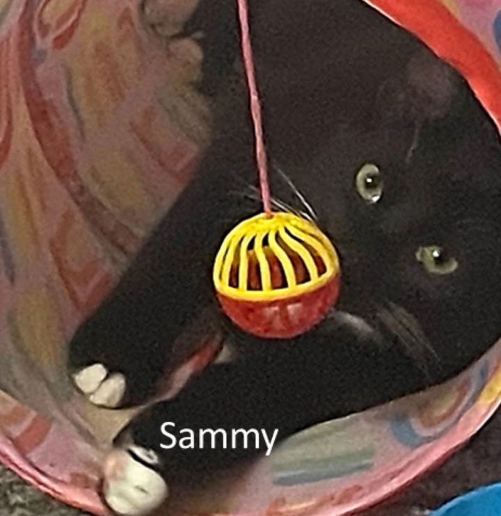 Sammy 1