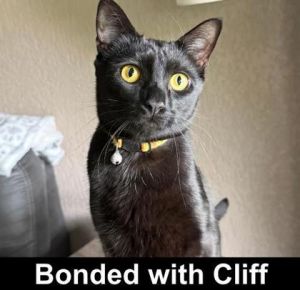 Everest, Young Male Domestic Short Hair