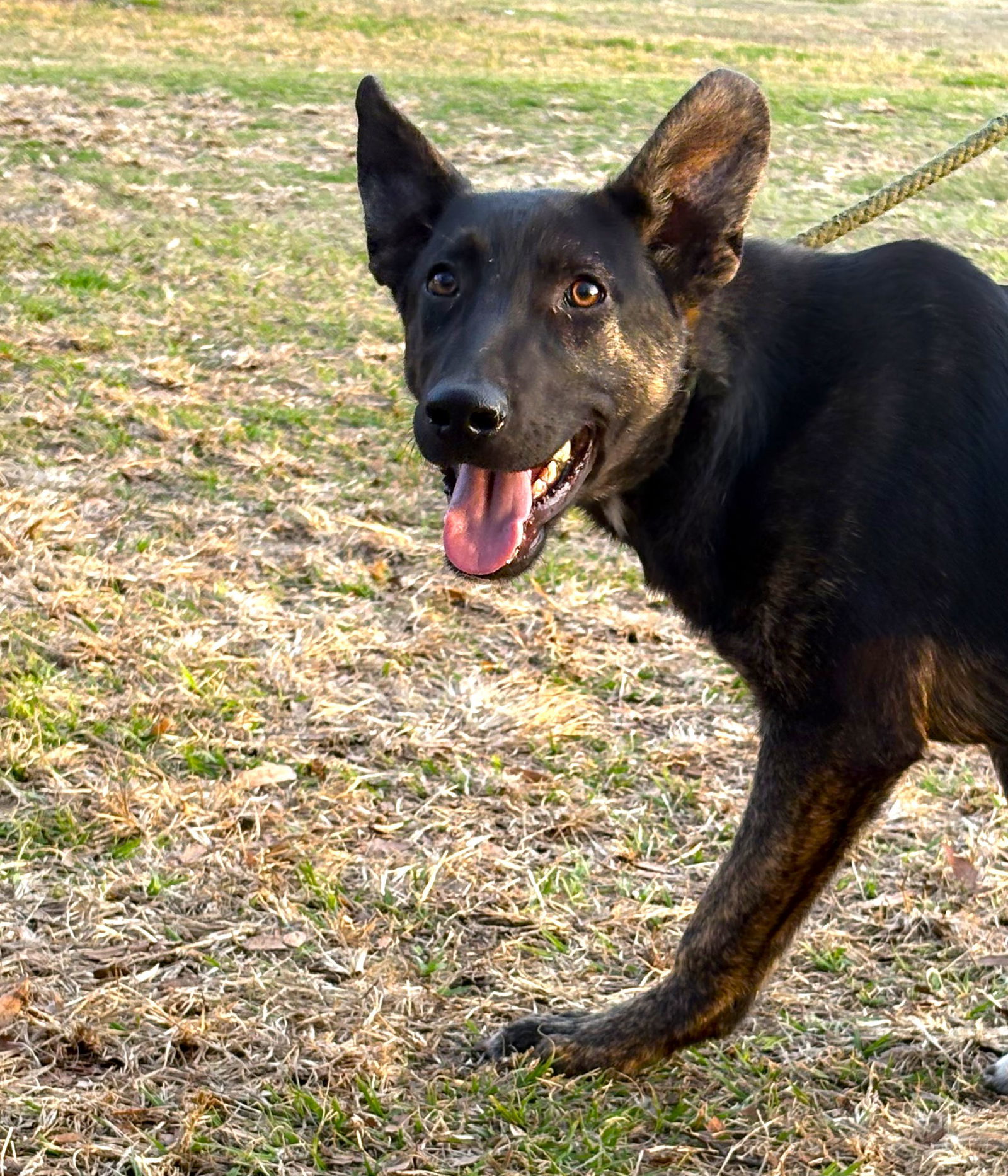 Brendon-5 months-Neuter Contract Required $325
