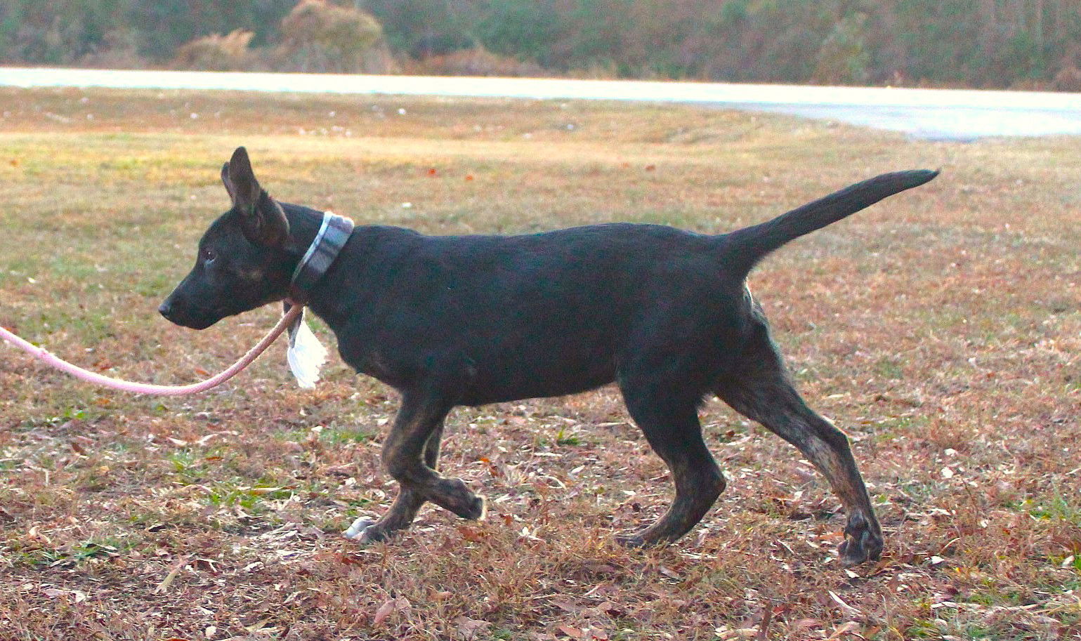 Brendon-5 months-Neuter Contract Required $325
