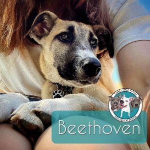 Beethoven Famous Doggy