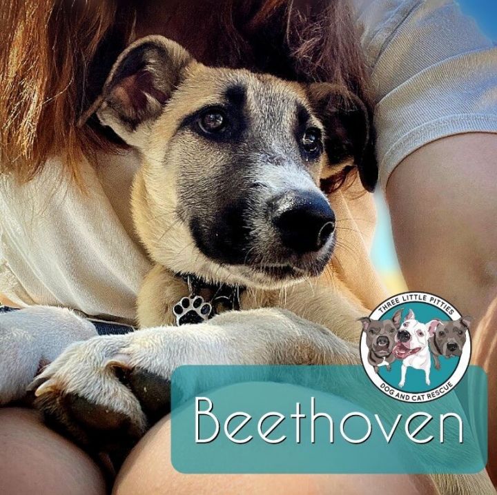 Beethoven Famous Doggy 1