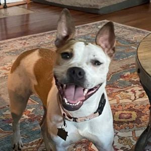 Amethyst, Adult Female Mixed Breed