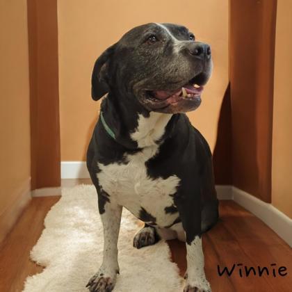 Winnie