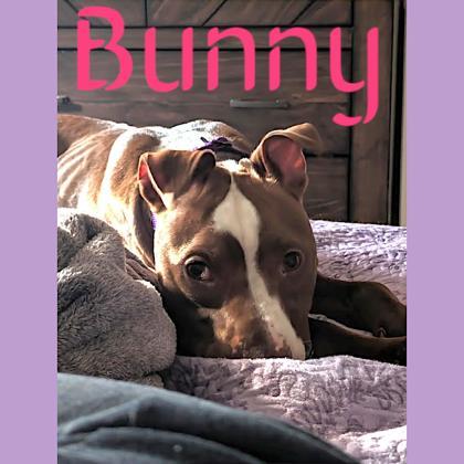 Bunny