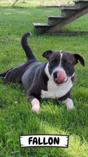 Fallon, Adult Female unknown