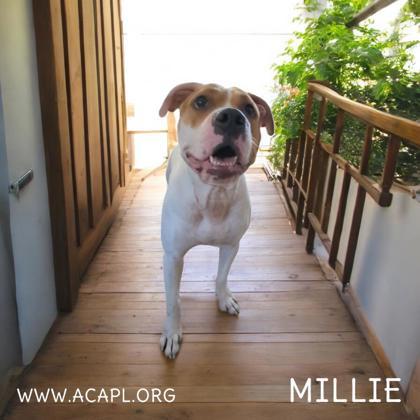 Millie