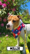 Millie photo 2