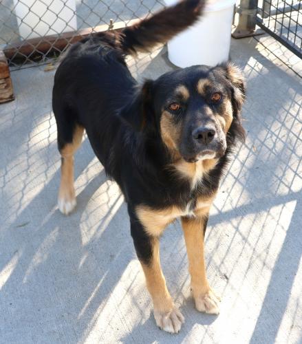 Bella, an adoptable Shepherd in Thief River Falls, MN, 56701 | Photo Image 1