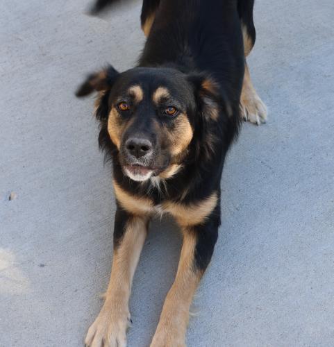 Bella, an adoptable Shepherd in Thief River Falls, MN, 56701 | Photo Image 2