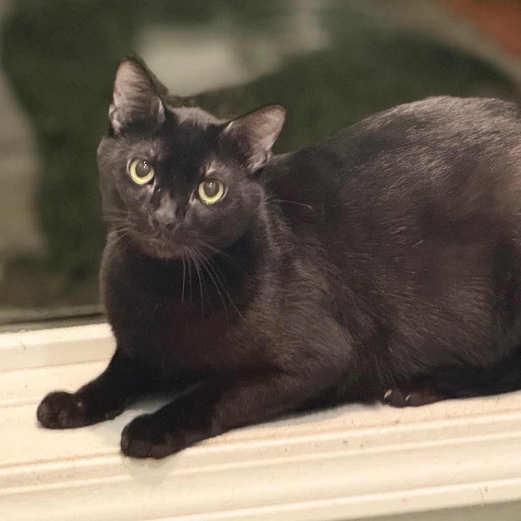 Blackie, an adoptable Bombay, Domestic Short Hair in West Des Moines, IA, 50265 | Photo Image 1
