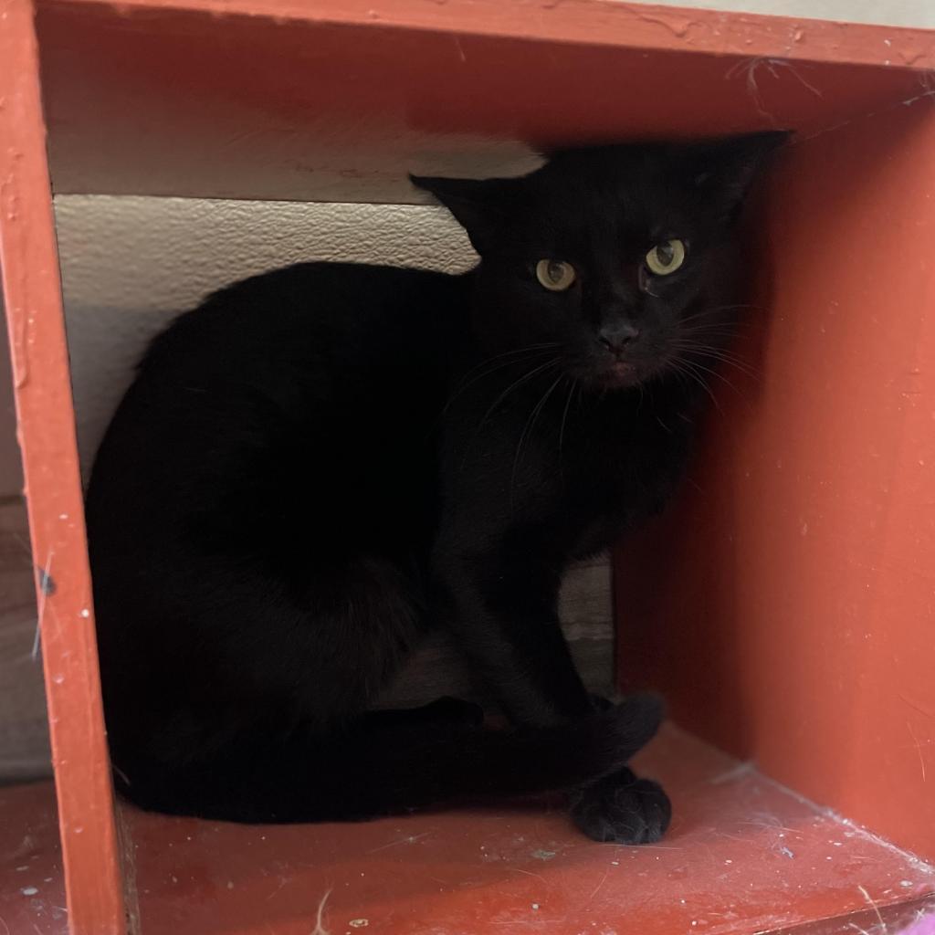 Blackie, an adoptable Bombay, Domestic Short Hair in West Des Moines, IA, 50265 | Photo Image 2