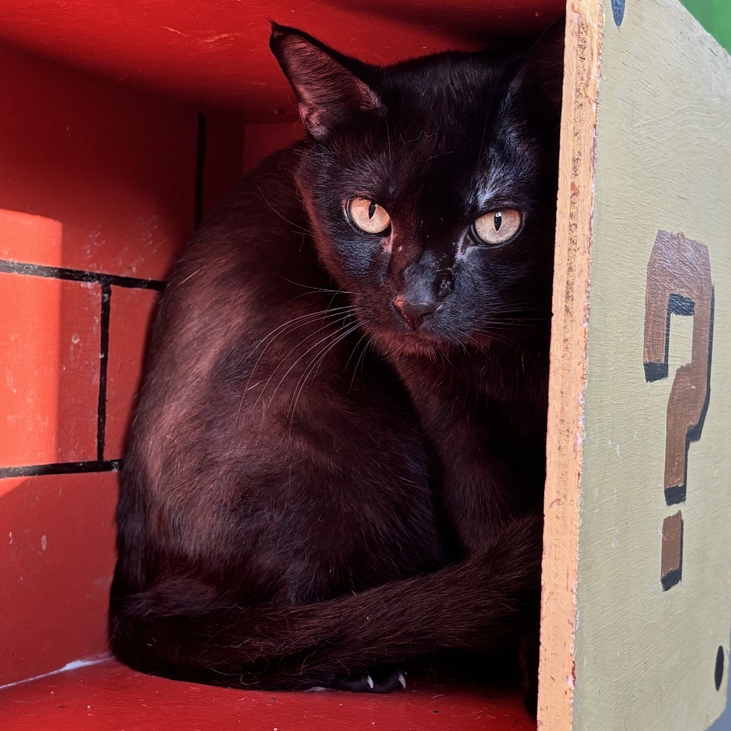 Blackie, an adoptable Bombay, Domestic Short Hair in West Des Moines, IA, 50265 | Photo Image 3