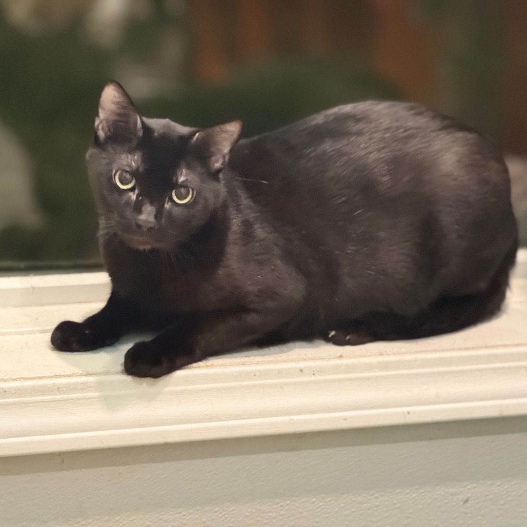 Blackie, an adoptable Bombay, Domestic Short Hair in West Des Moines, IA, 50265 | Photo Image 4